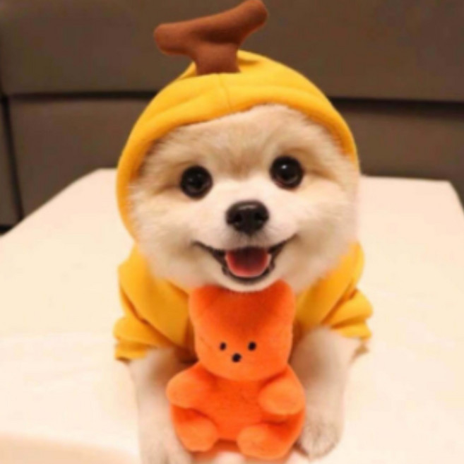 강아지 애견 과일 할로윈 크리스마스 코스튬옷 견생샷, 1개
