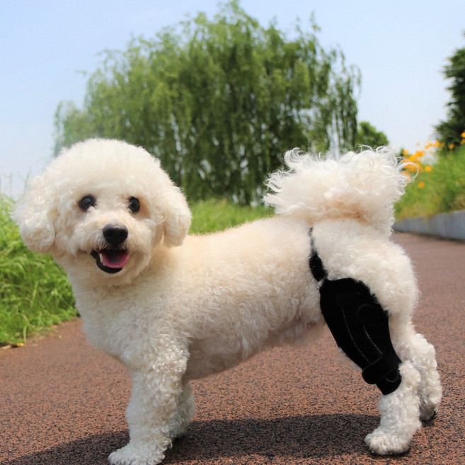 강아지 슬개골 보호대 무릎 탈구 예방 및 재활, 왼쪽, 3호(4~8kg)