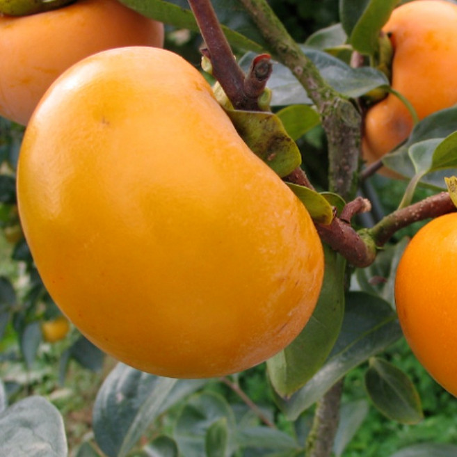 단감 특가(10kg), 소과10kg(51-60개)