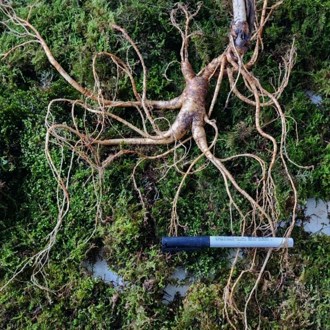 야생산삼 30년 뇌두 확실한 야생산삼 산양삼 산양산삼 선물세트 대영산삼, 1개, 70g