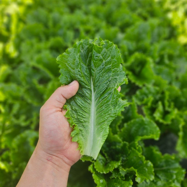 [당일수확] 농가직송 국내산 청상추 꽃상추 1kg 2kg 4kg 한박스, 꽃상추 2kg, 1개