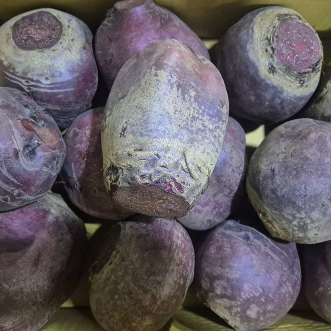 [ 정담상회 ] 국내산 햇 비트 빨간무 레드비트 3kg 5kg 10kg 내외, 1박스