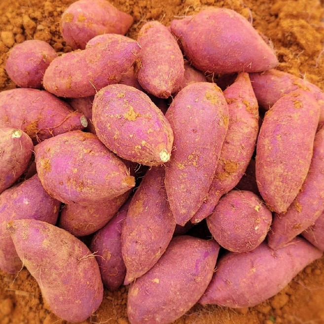 2025년 해남 퍽퍽한 햇밤고구마 산지직송 다디달다 2kg 3kg 5kg 10kg, 1개, 밤고구마 한입5kg