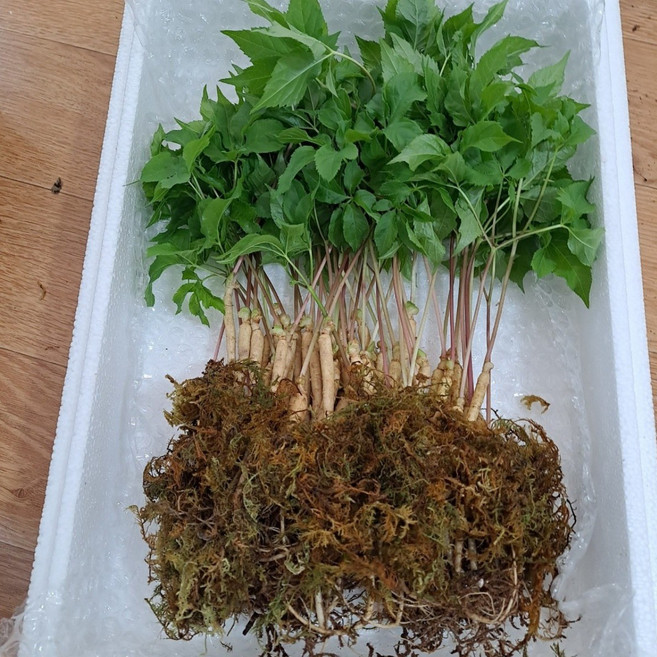 (진새싹삼) 대숲 맑은 청정 담양에서 키운 새싹삼 가정용12cm내외 쌈 샐러드용 100뿌리, 1.5g, 200개