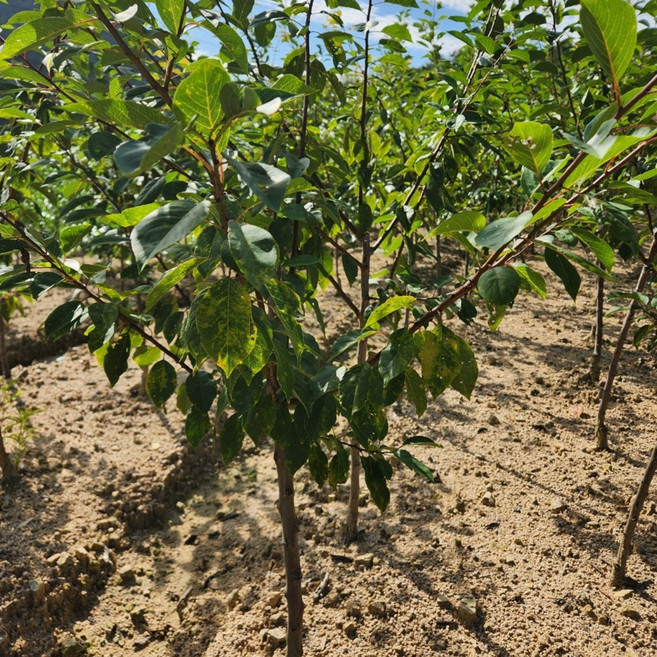 향수묘목농원 플럼코트 (자두x살구) 티파니 2년생 결실주