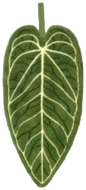 자연을 닮은 잎사귀 고리수건 세트 감성 인테리어 키친타월, 2개, 알로카시아