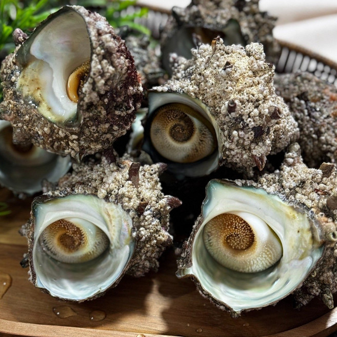 [ 거제도 ] 해남이 직접 채취한 자연산 뿔소라 4-10미, 1개, 1kg 7~10미 작은 사이즈