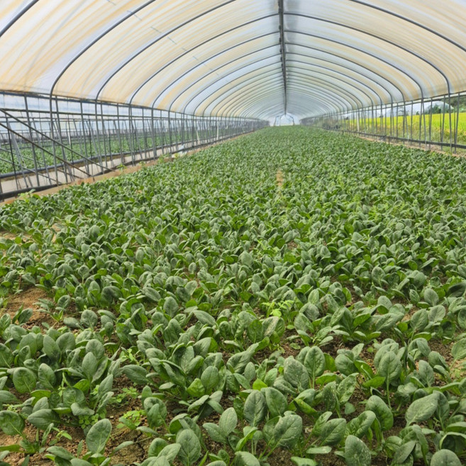 최상등급 일반 시금치 (500g/1kg/2kg 옵션선택 / 당일수확), 1개, 2kg