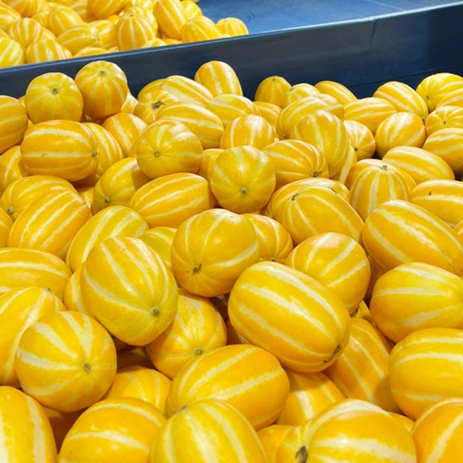 [다정한과일] 최고당도 특품 로얄과 성주 참외, 1박스, 3kg