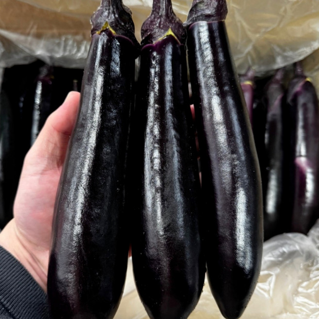 국내산 가지 특품 최상품선별 경매 식자재 5kg 냉장보관, 1박스, 1kg(특품)