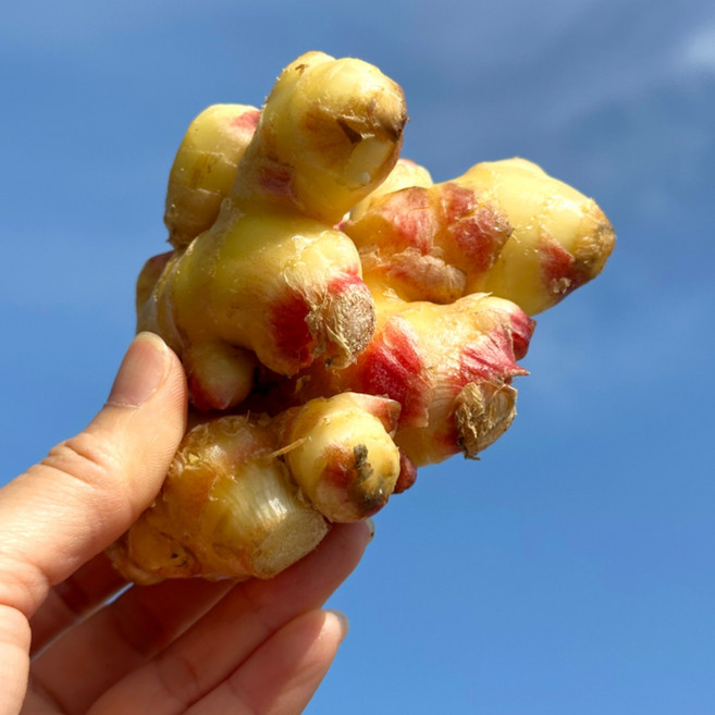 산지직송 국내산 프리미엄 흙생강 영주 봉화, 1박스, 3kg