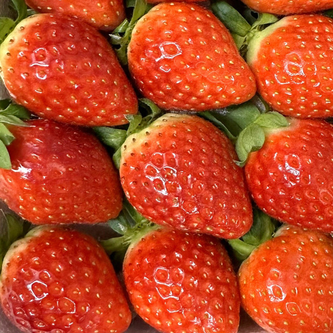 참새마켓 논산 명품 딸기 설향 킹스베리딸기, 1개, 설향 350g (12~15과) 특