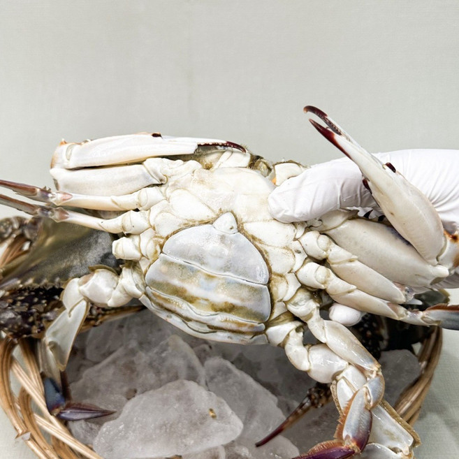 [산지직송] 100% 활 꽃게 빙장 1kg (4~6미) 당일배송, 활 암꽃게(4~6미) 1kg, 1개