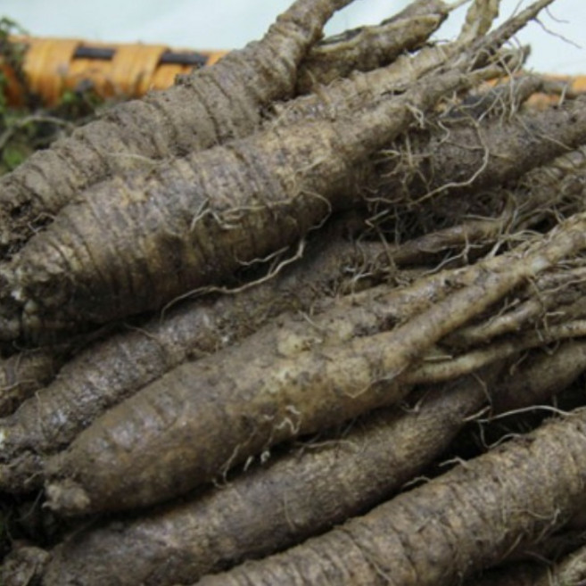 금산인삼 가정용더덕(특상)1.2kg, 1개