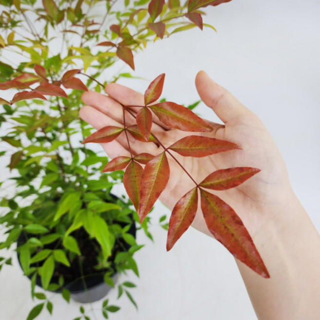 남천 남천나무 공기정화식물 중형 대성식물, 1개