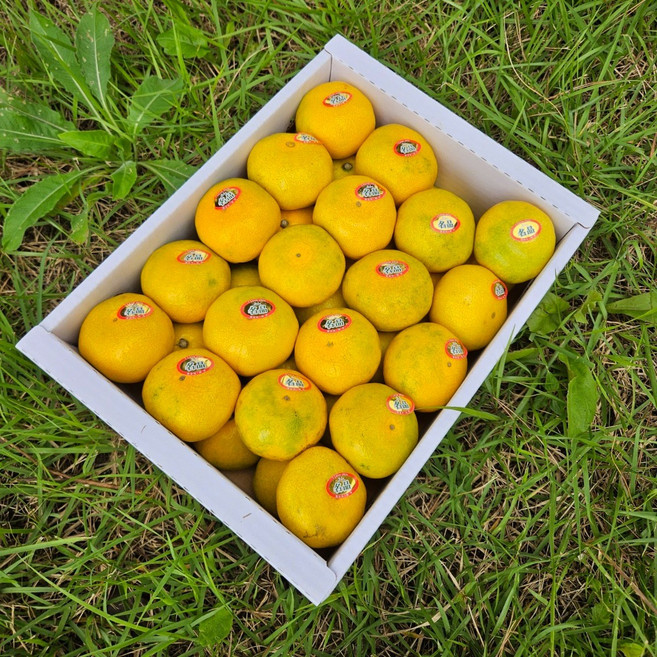 하우스귤 제주귤 제주도귤 제주감귤 귤 1.5KG 3KG, 1개, 제주귤 1.5KG