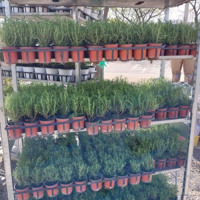 로즈마리 허브 식용허브 향기나는식물 4+1, 5개