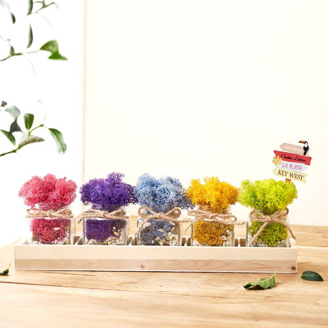 꽃순이 인테리어소품 장식 공기정화식물 스칸디아모스, 1개