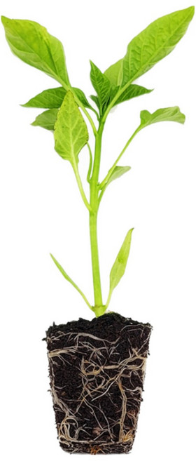 마이플랜트 당조 고추 모종, 3개