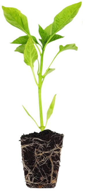 마이플랜트 당조 고추 모종, 2개