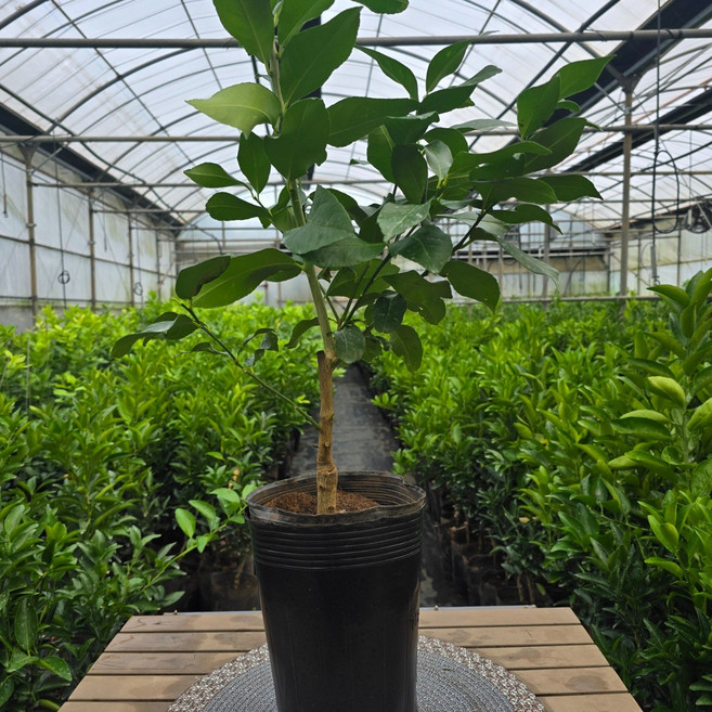 [제주한라농원]우량품종 조생감귤나무 4년생 포트묘, 1개, 혼합