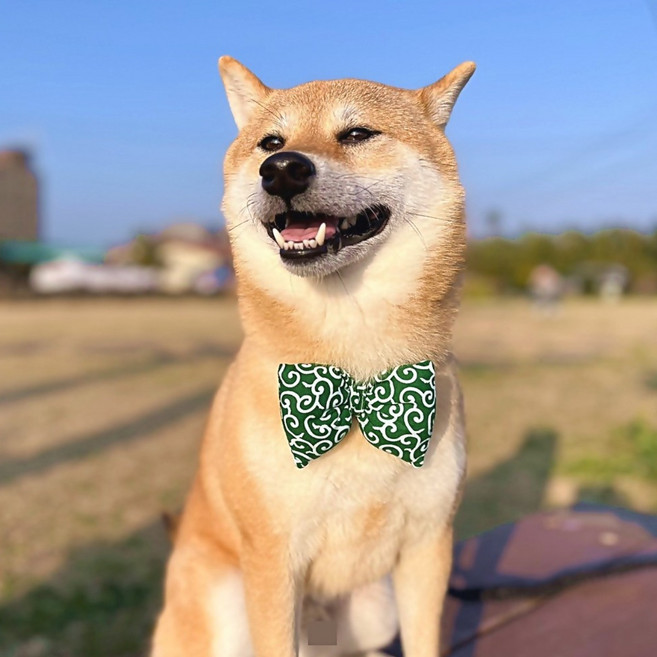 강아지 고양이 보타이 당초무늬 리본 넥타이 도그빕, 그린, 1개