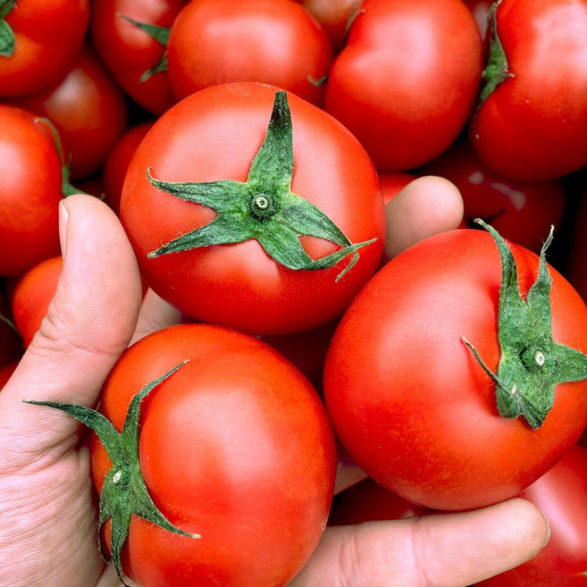 미소진 유럽종 완숙 찰 토마토, 1개, 5kg(중과)