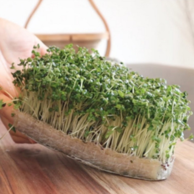 새싹 브로콜리 씨앗 대용량 무소독 무코팅 무농약, 1kg, 1개