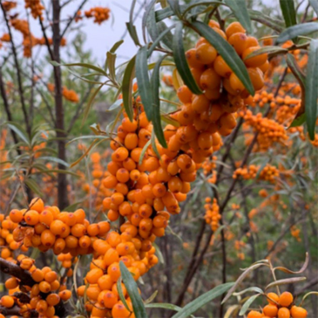 유튜브 그까이꺼 방송 천연 비타민의 제왕 비타민 나무 열매 비타민 주스, 1kg, 4개