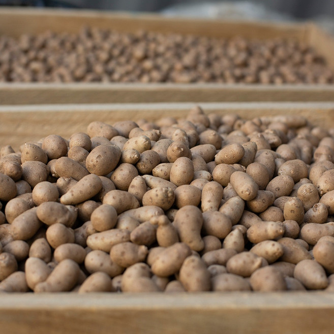 태산농장 마씨앗, 마씨앗 2kg (혼합), 1개