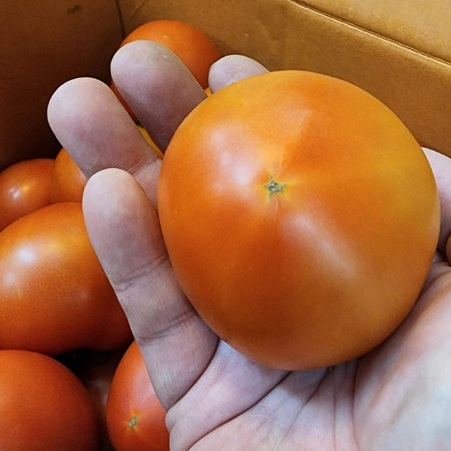 <과일싸다구> 완숙 찰 토마토 쥬스용, 혼합과2.5kg, 1개