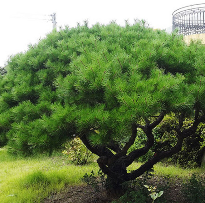 반송나무 소나무 조경수 정원수, 폭60~70cm 흙분, 1개, 폭60cm내외 흙분
