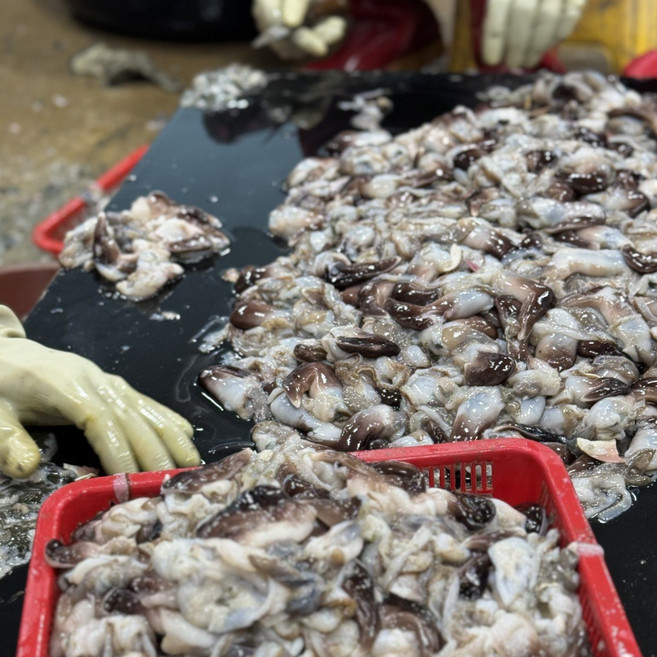 [당일조업] 제철판다 자연산 여수 새조개 당일손질 최상품, 1개, 특A급 손질 새조개 500g