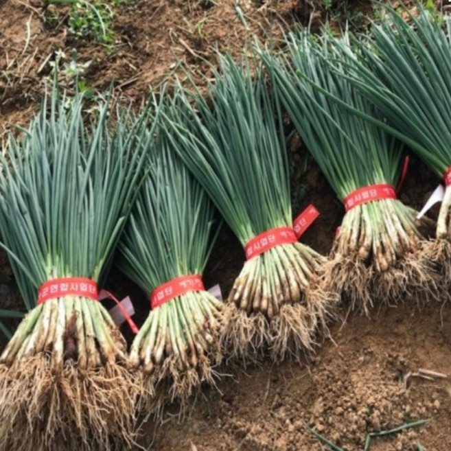 국내산 싱싱한 쪽파 흙쪽파 1단, 1개, 1kg