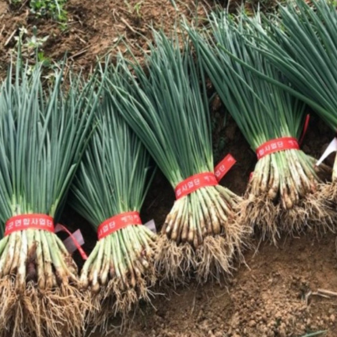 국내산 싱싱한 쪽파 흙쪽파 1단, 1개, 2kg