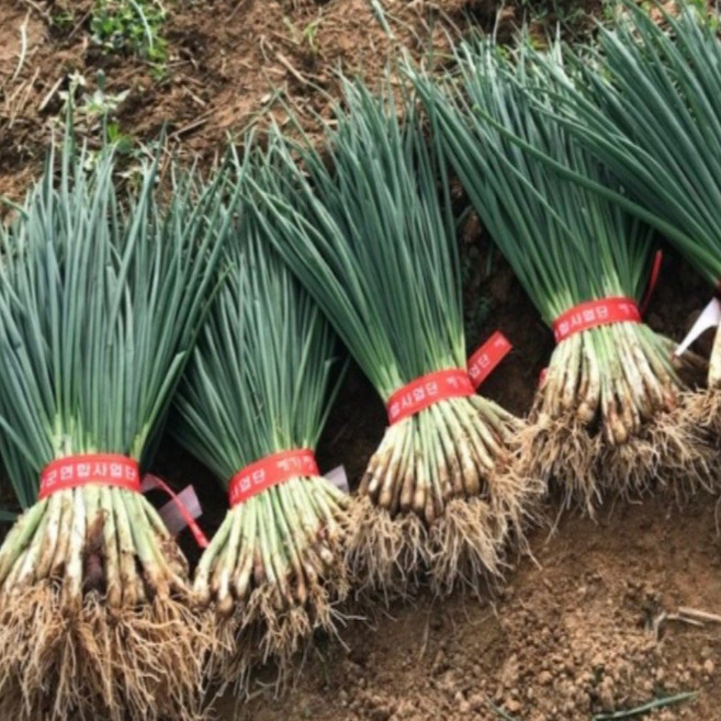 국내산 싱싱한 쪽파 흙쪽파 1단, 1개, 700g