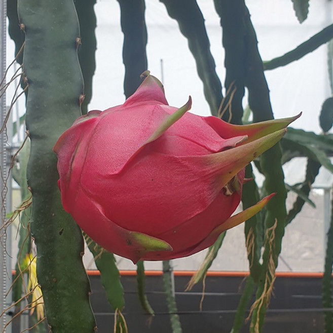 [프리미엄 베트남 항공 직송 하우스 레드 용과 2.5kg/5kg] 적용과저칼로리 다이어트 동남아과일 레드 드래곤후르츠 선물용, 1박스, 2.5kg