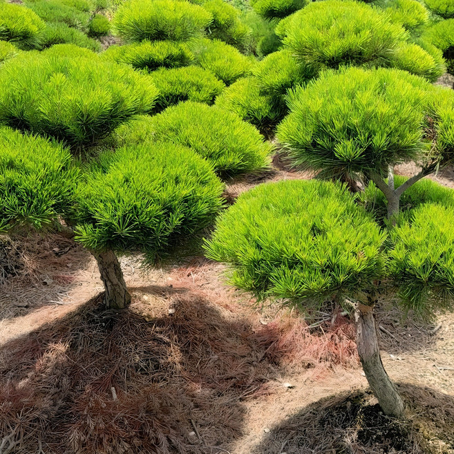 소나무 묘목 적송 1m내외 플러그묘 나무판다, 1개