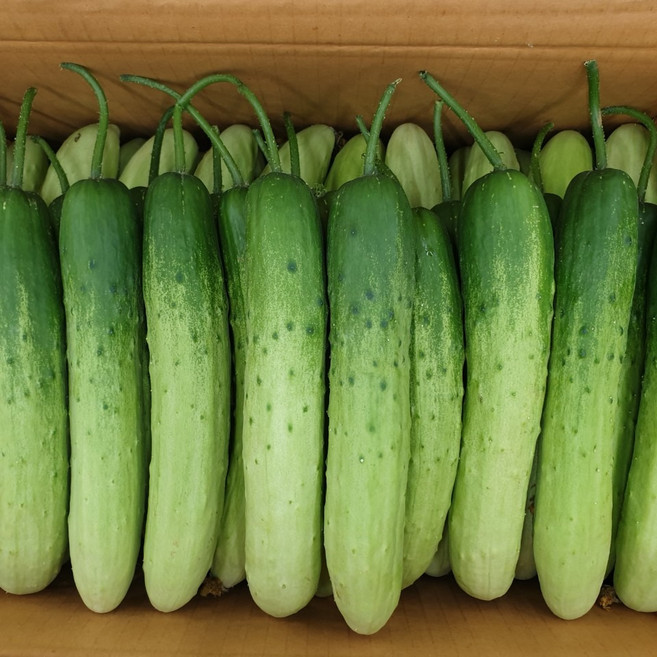 클릭마켓 백 다다기 오이, 1박스, 10kg (상)
