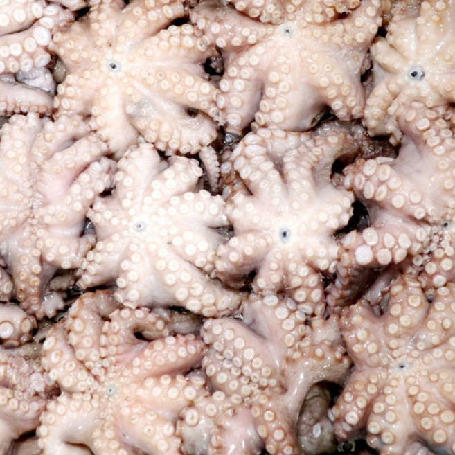 [바다사람들] 국내산 냉동 해물탕 찜용 업소용 손질 세척 통문어, 1박스, 1kg(2~4미)