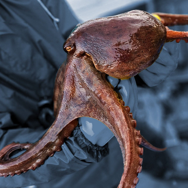 [가정용 제수용 고민 끝] 통영 쫄깃한 활 돌문어, 1개, 2kg(일반 1-12미)