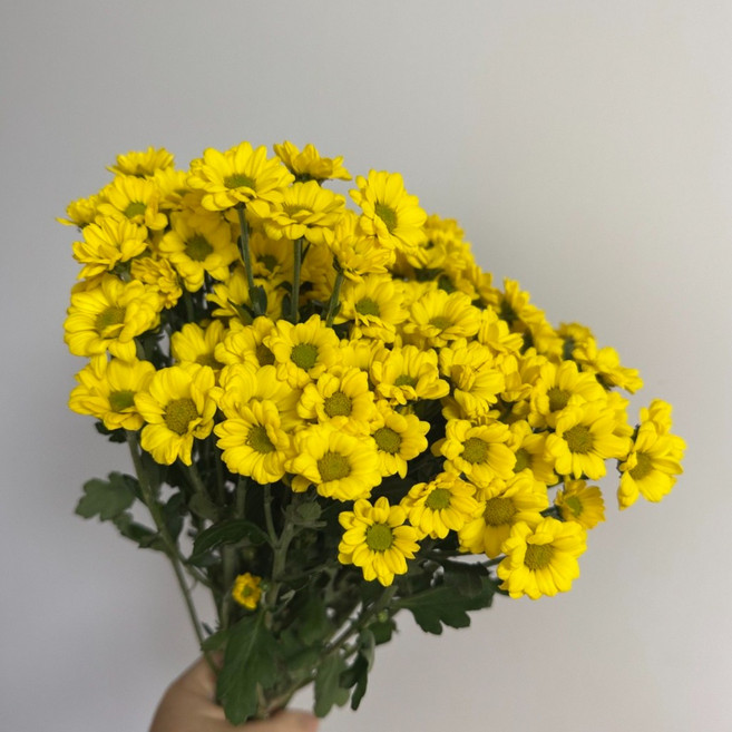 달꽃상점 소국 이벤트특가 반단+반단(1단) 한단*2(2단)생화 꽃다발 졸업 입학 단체주문, 1개, [이벤트특가] 노란 소국 반단+반단(1단 구성)