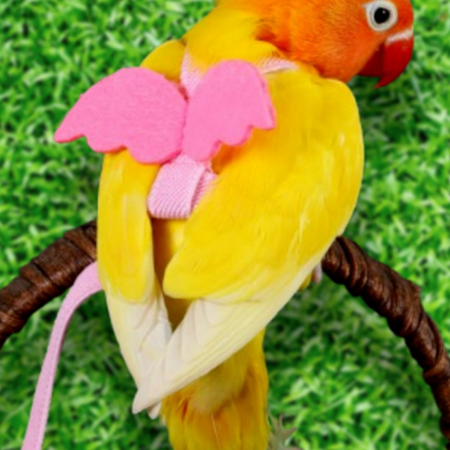 리얼세이지 앵무새 하네스 산책 리드줄, S, 그린, 1개