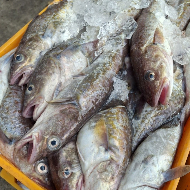 국내산 쫄깃하고 신선한 생물 생대구 대구 통대구, 1박스, 2kg (1미)