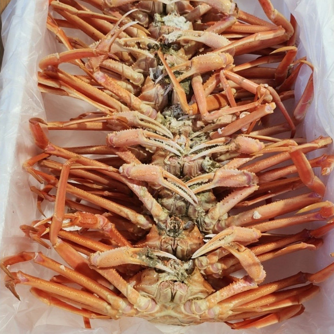 국산 영덕대게 찜대게 울진 포항 구룡포 대게 제철 대개, 1개, 수율보장 대게2kg(4~6마리)