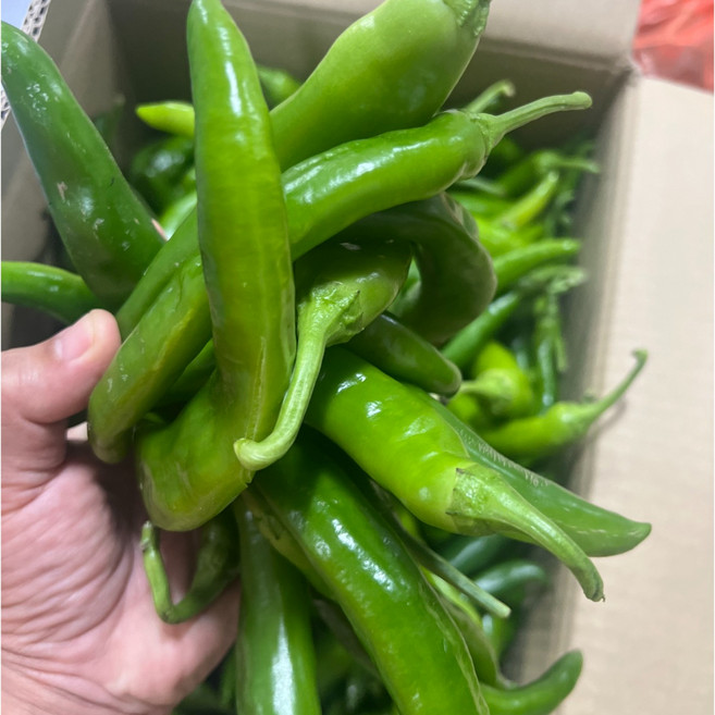 못난이 오이고추 밀양 오이맛 풋고추 1kg 5kg, 오이고추 5kg, 1개
