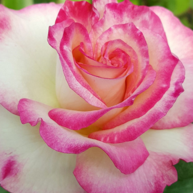 <경기농원>유럽 사계장미 독일 장미묘목 다양한 품종보유, 호노카