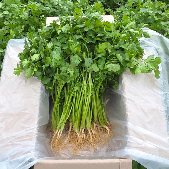 가마소 농부 고수 나물 당일수확 항신료 뿌리포함, 1박스, 1kg