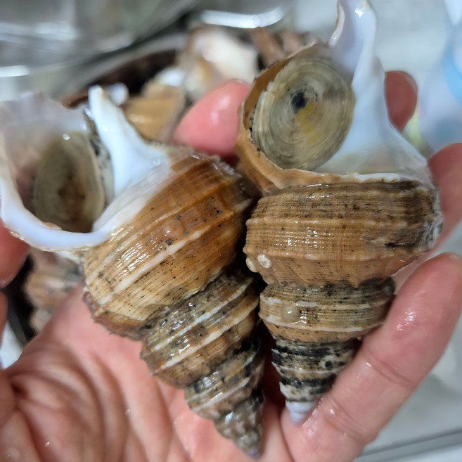 포항 생물 살고동 당일조업 싱싱한 상태로 산지직송 1kg, 1박스, 살고동 중소1kg 45미 내외