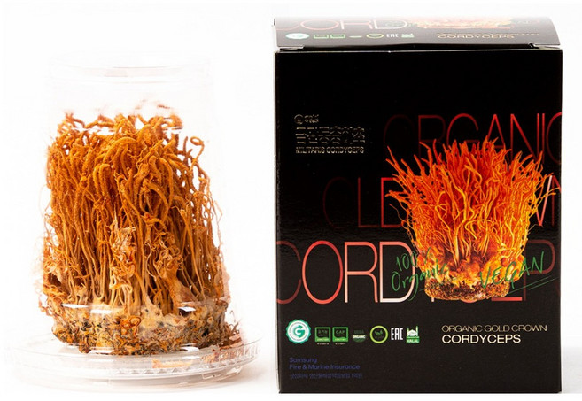 금관 유기농 동충하초 금동초 건체 35g 유기농 현미에서 자란 프리미엄 동충하초, 1개